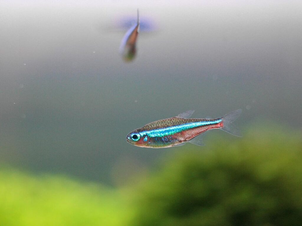 Ikan Neon Tetra
