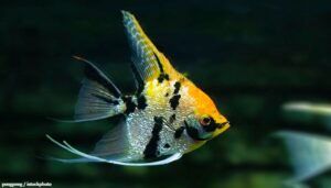 Ikan Angelfish