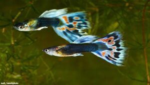 Ikan Guppy