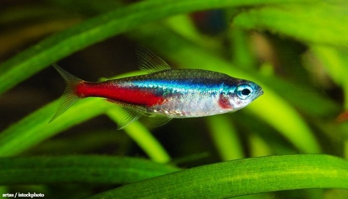 Ikan Neon Tetra