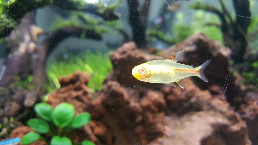 Ikan Neon Tetra
