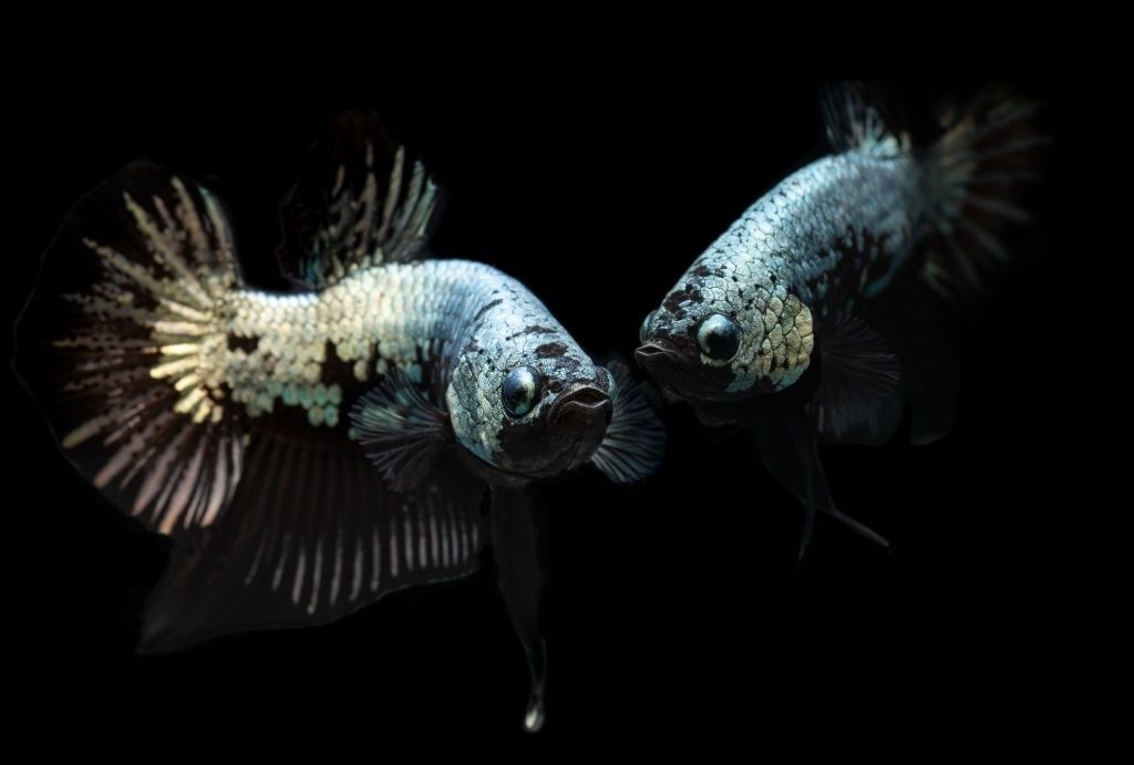 Ikan Cupang Black Samurai