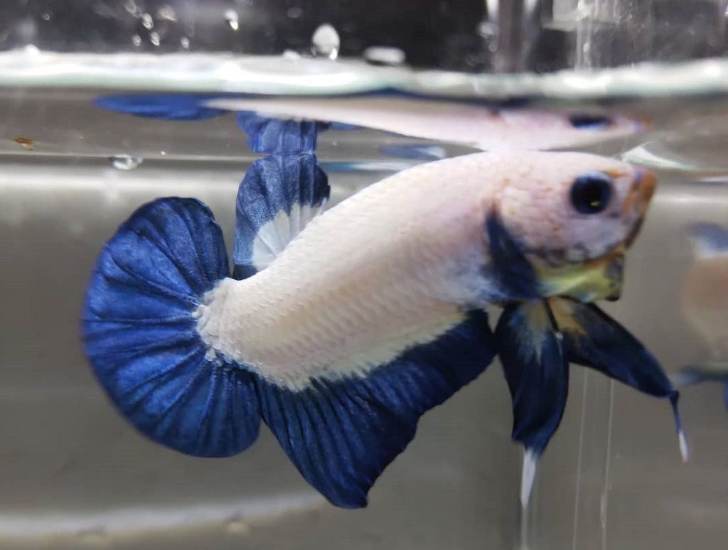 Ikan Cupang Blue Rim