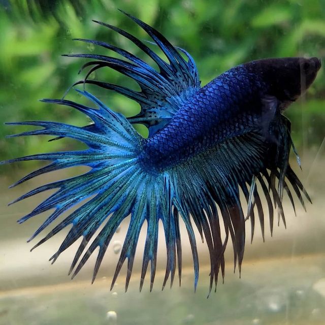 Ikan Cupang Crown Tail