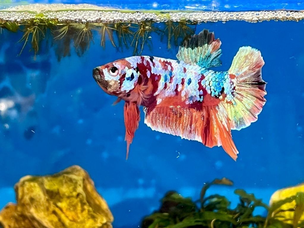 Ikan Cupang Multicolor