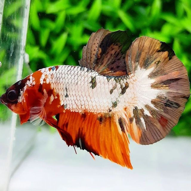 Ikan Cupang Nemo Cooper