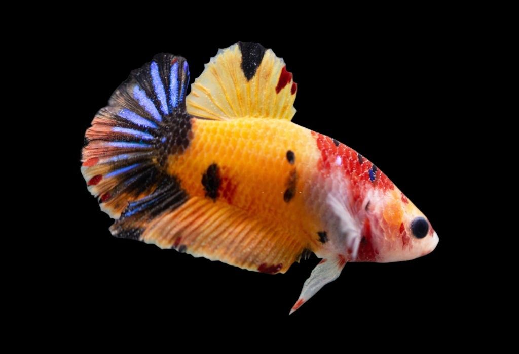 Ikan Cupang Yellow Base