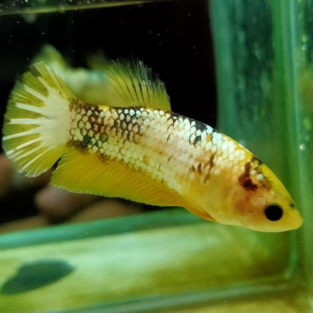 Ikan Cupang Yellow Fancy