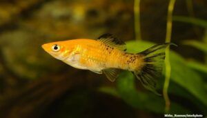 Ikan Platy