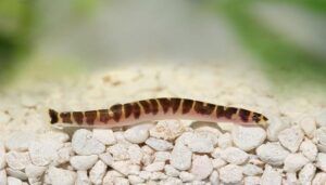 Kuhli Loach
