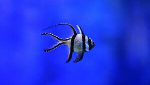 Banggai Cardinal Fish
