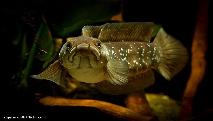 Cara Merawat Ikan Channa