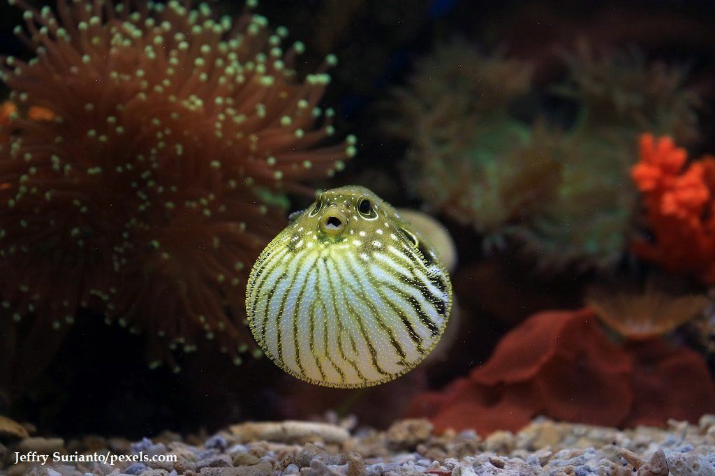 Cara Merawat Ikan Puffer