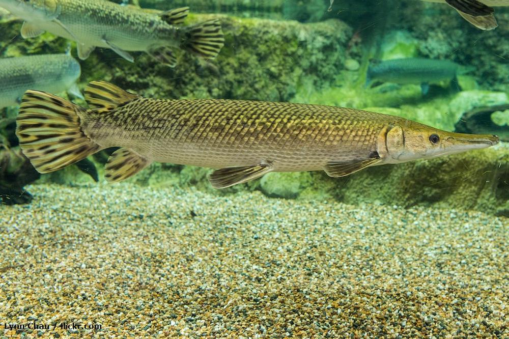 Ciri-ciri Ikan Aligator