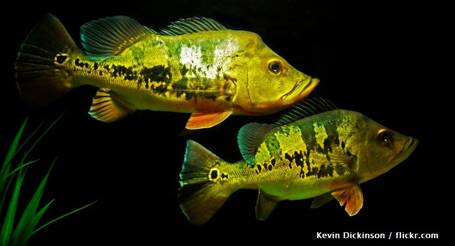 Ciri-ciri Ikan Peacock Bass