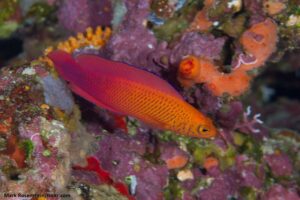 Harga Ikan Dottyback