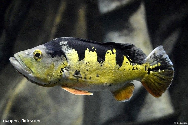Harga Ikan Peacock Bass