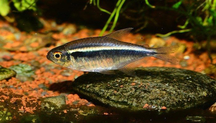 Ikan Black Neon Tetra