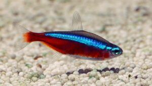 Ikan Cardinal Tetra