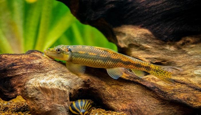 Ikan Chinese Algae Eater