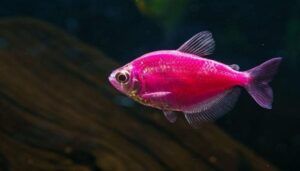 Ikan GloFish Tetra