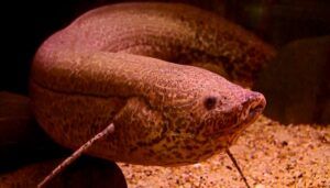 Ikan Lungfish