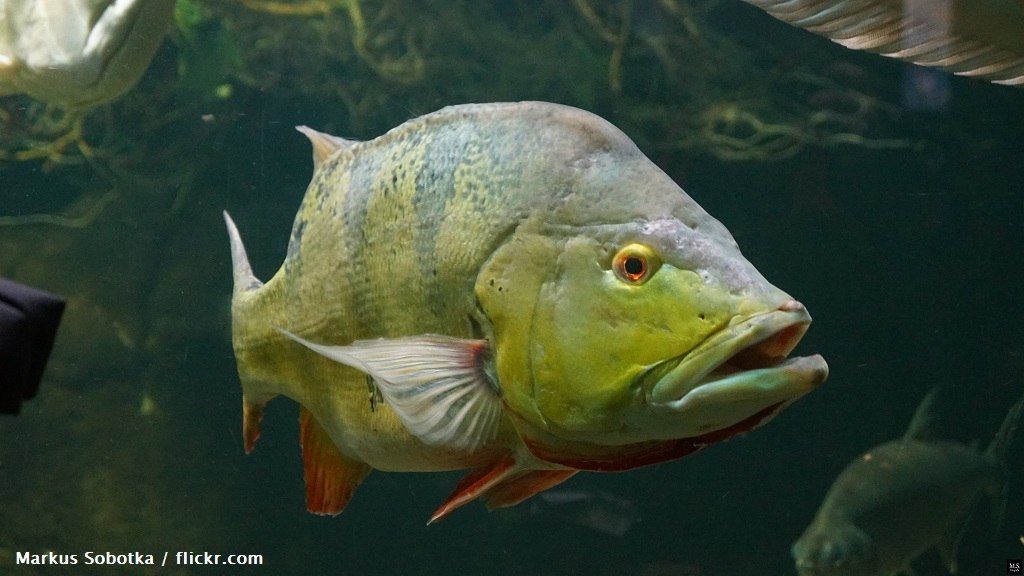 Ikan Peacock Bass Orinoco