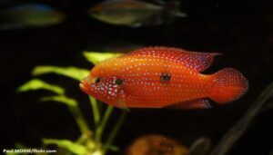 Ikan Red Jewel Cichlid