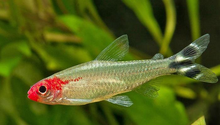 Ikan Red Nose Tetra