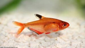 Ikan Serpae Tetra
