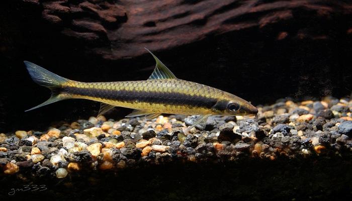 Ikan Siamese Algae Eater