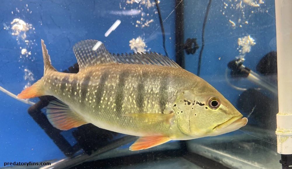Ikan Peacock Bass