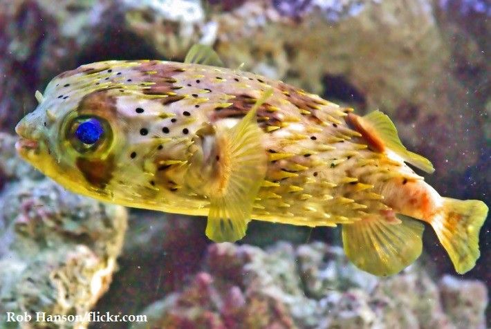 Ikan Puffer
