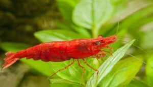 Red Cherry Shrimp