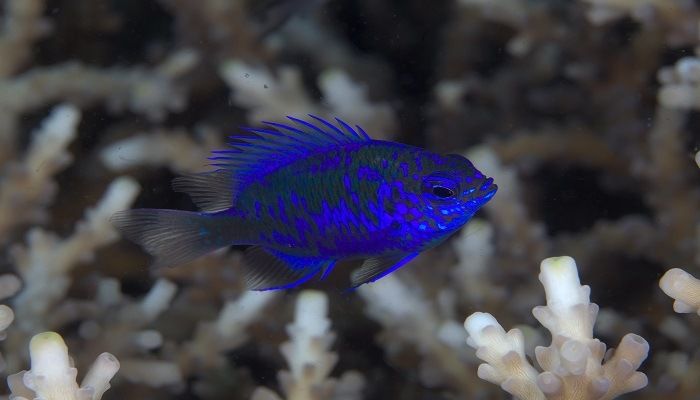 Ikan Damselfish