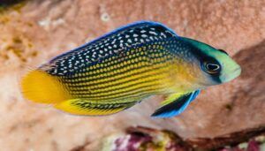 Ikan Dottyback
