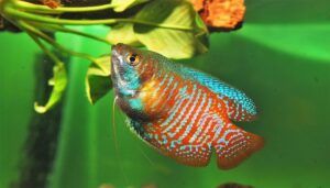 Spesies Ikan Dwarf Gourami