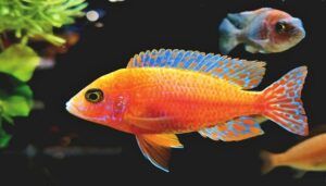 Ikan Wrasse