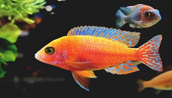 Ikan Wrasse