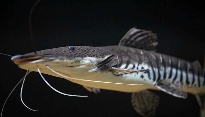Tiger Shovelnose Catfish