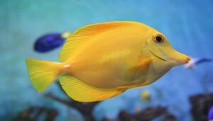 Ikan Yellow Tang