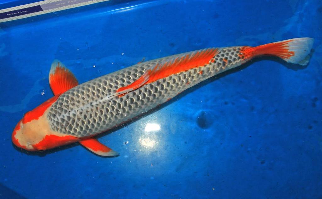 Jenis Ikan Koi Asagi