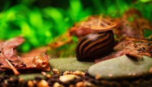 Jenis Keong Aquascape