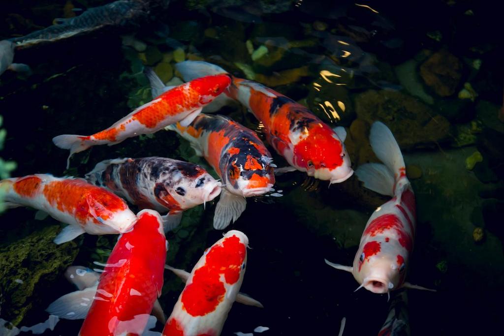 Varietas Ikan Koi