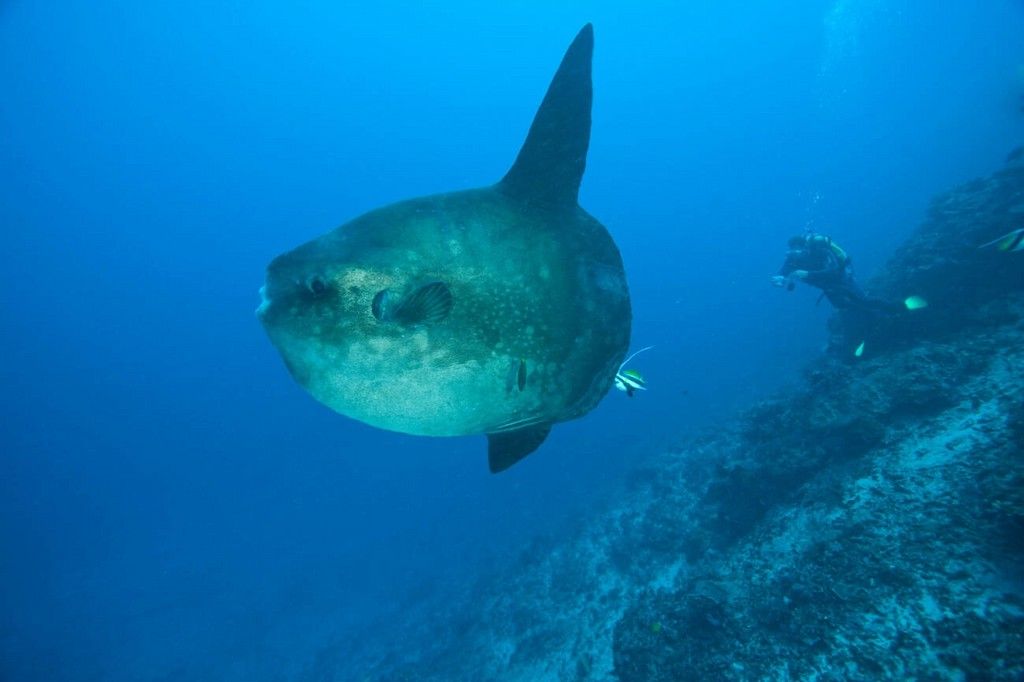 Ikan Mola-mola di Nusa Penida Bali