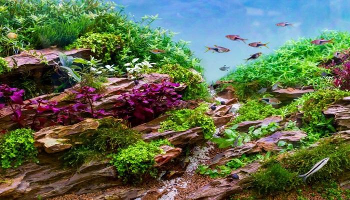 Aquascape