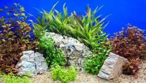 Batu Aquascape