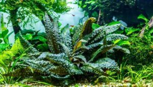 Tanaman Aquascape