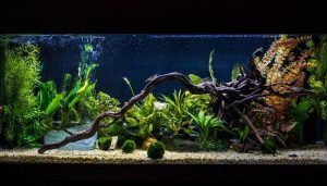 Kayu Aquascape