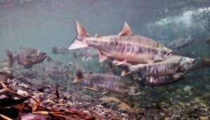 Jenis-jenis Ikan Salmon